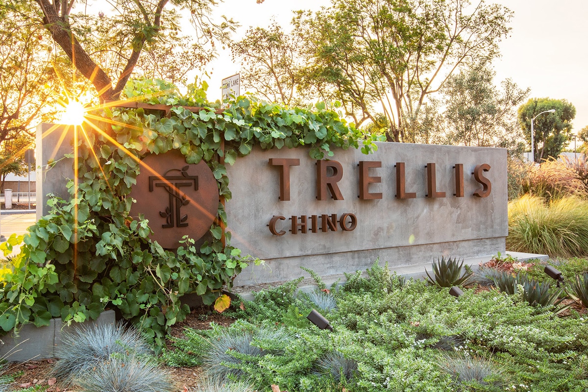 TRELLIS CHINO